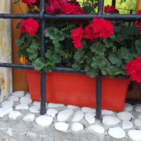 Dijana * Sarajevo
